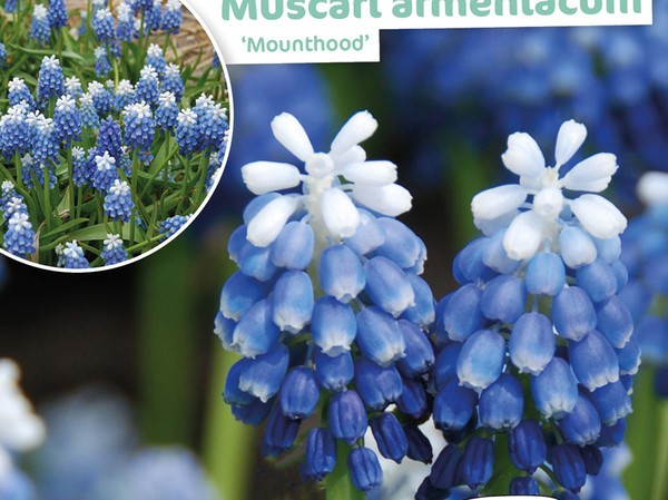 Muscari Armeniacum Mounthood