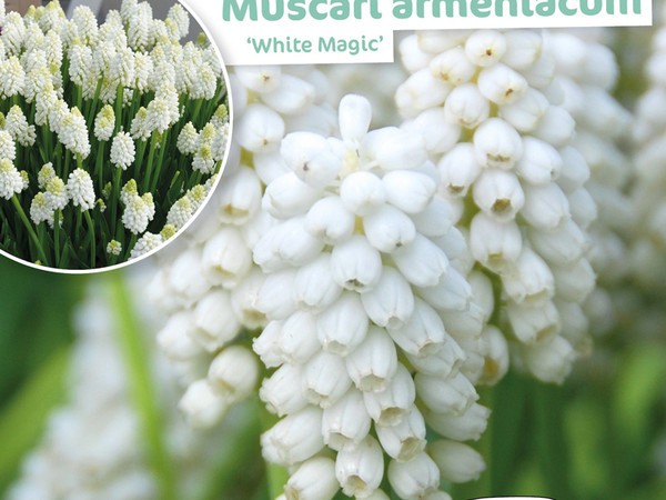 Muscari Armeniacum White Magic