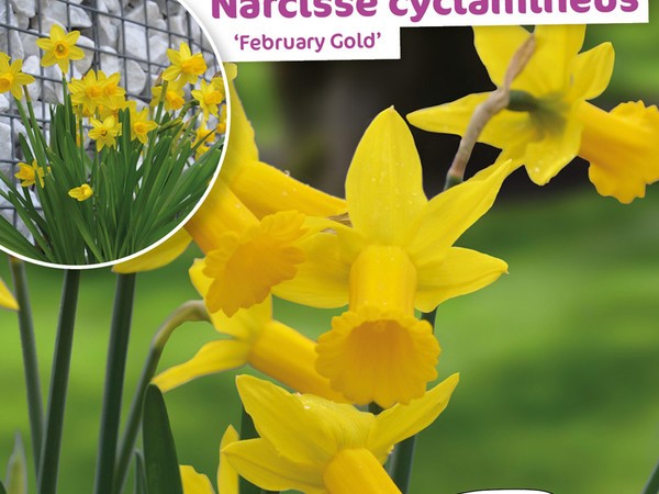 Narcisse Cyclamineus February Gold