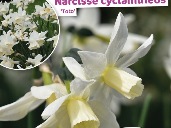 Narcisse Cyclamineus Toto | Silence, ça pousse !