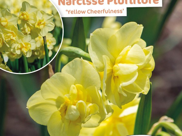 Narcisse Pluriflore Yellow Cheerfulness