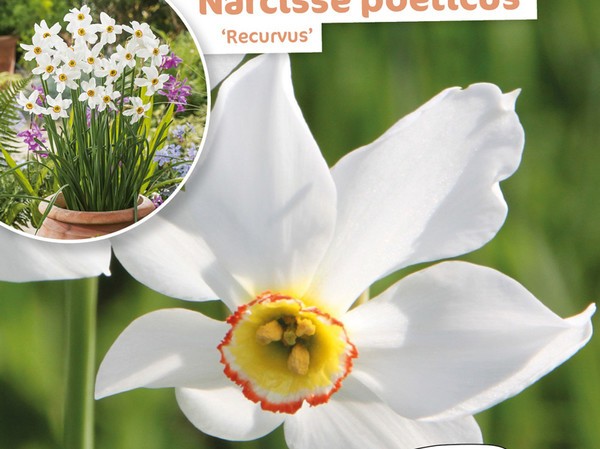 Narcisse Poeticus Recurvus