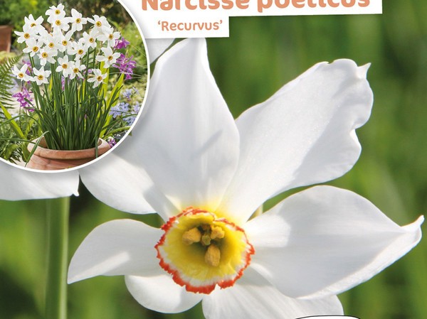 Narcisse Poeticus Recurvus | Silence, ça pousse !