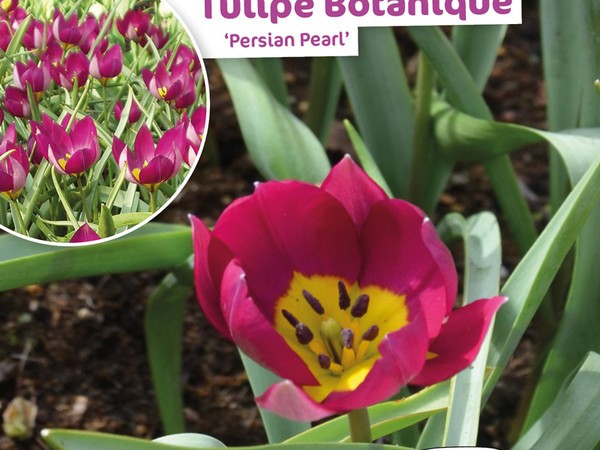 Tulipe Botanique Persian Pearl