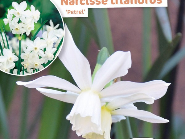 Narcisse Triandrus Petrel