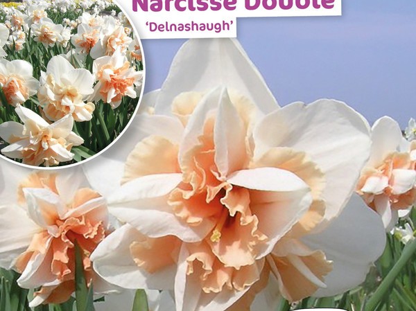 Narcisse Double Delnashaugh