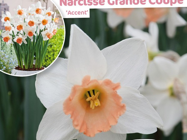 Narcisse Grande Coupe Accent