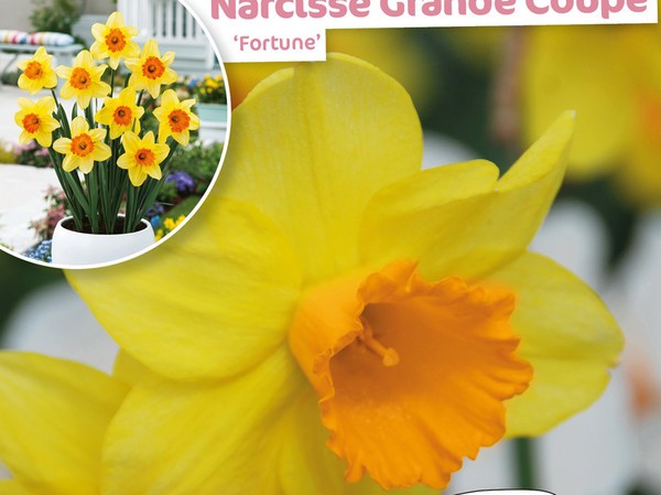 Narcisse Grande Coupe Fortune