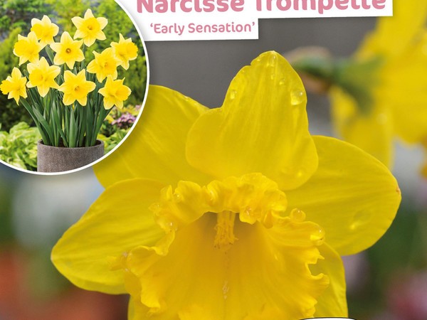 Narcisse Trompette Early Sensation