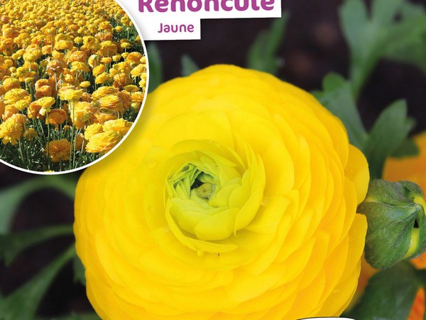 Renoncule Jaune