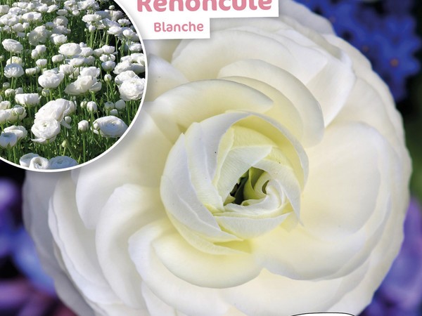 Renoncule Blanc 