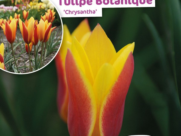 Tulipe Botanique Chrysantha