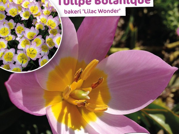 Tulipe Botanique Bakeri Lilac Wonder