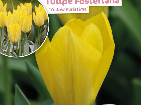 Tulipe Fosteriana Yellow Purissima