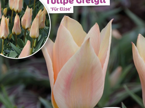 Tulipe Greigii Fur Elise 