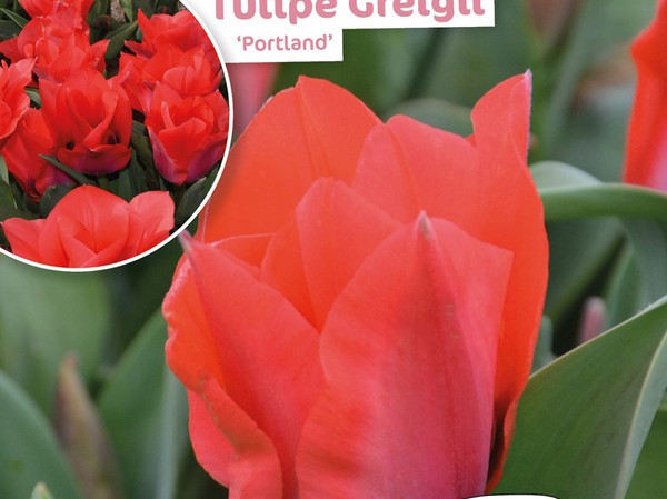 Tulipe Greigii Portland