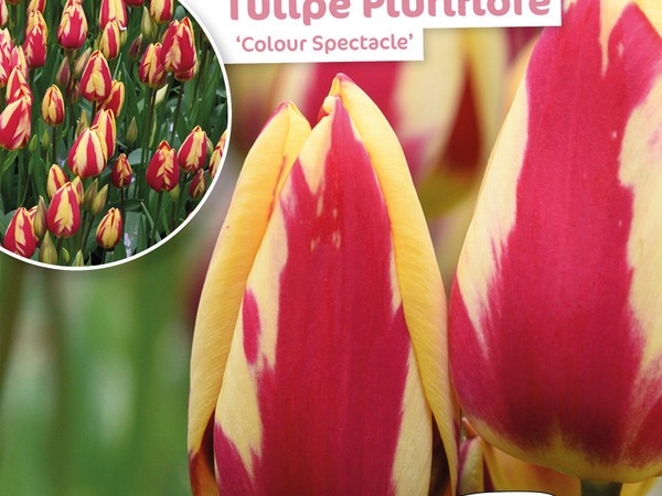 Tulipe Pluriflore Colour Spectacle