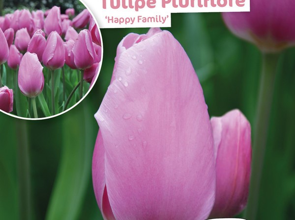 Tulipe Pluriflore Happy Family