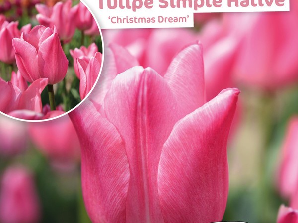 Tulipe Simple Hative Christmas Dream