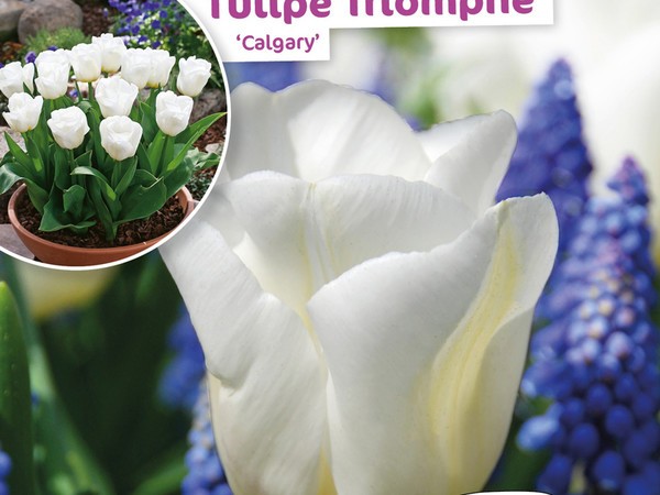 Tulipe Triomphe Calgary