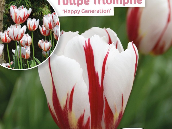Tulipe Triomphe Happy Generation