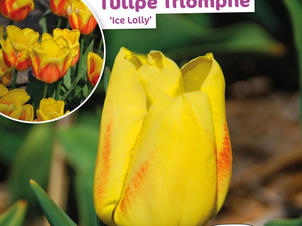 Tulipe Triomphe Ice Lolly