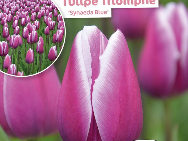 Tulipe Triomphe Synaeda Blue