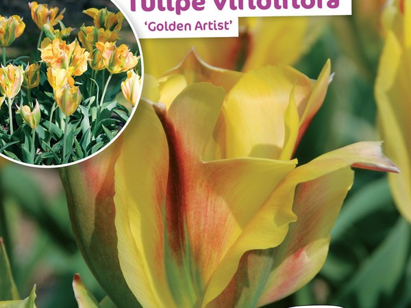 Tulipe Viridiflora Golden Artist