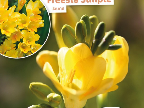 Freesia Simple Jaune