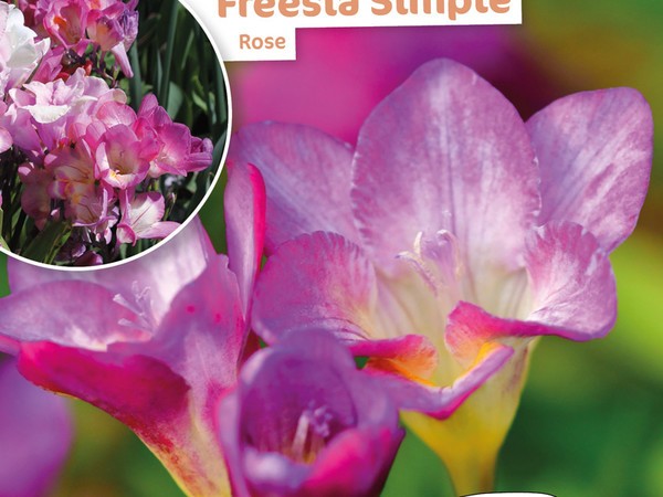 Freesia Simple Rose