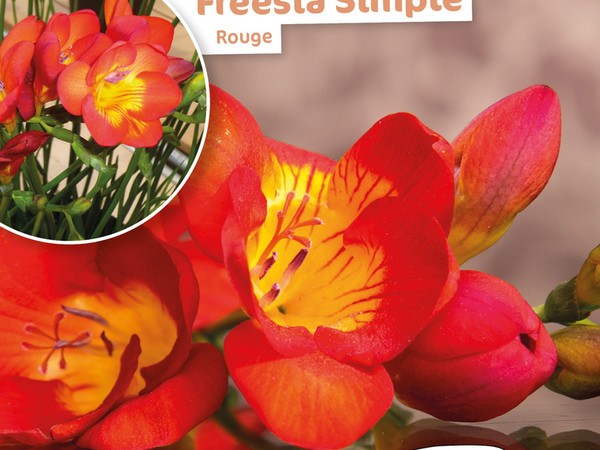 Freesia Simple Rouge