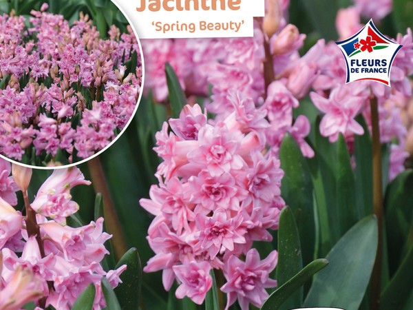 Jacinthe Spring Beauty Fleurs de France