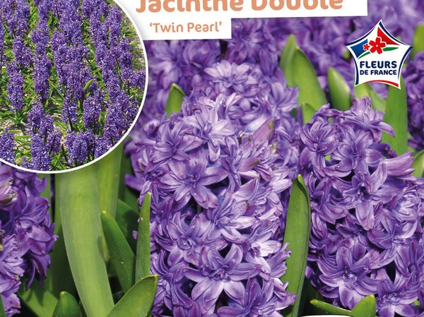 Jacinthe Double Twin Pearl Fleurs de France