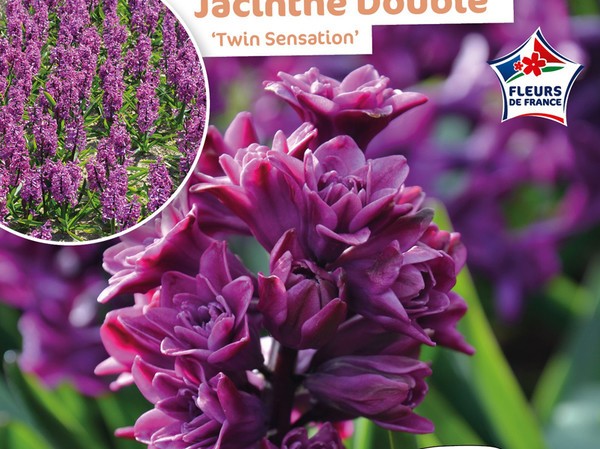 Jacinthe Double Twin Sensation Fleurs de France
