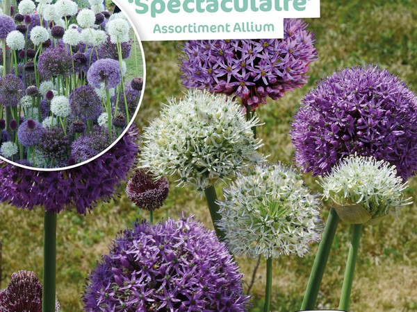 Assortiment Allium Spectaculaire