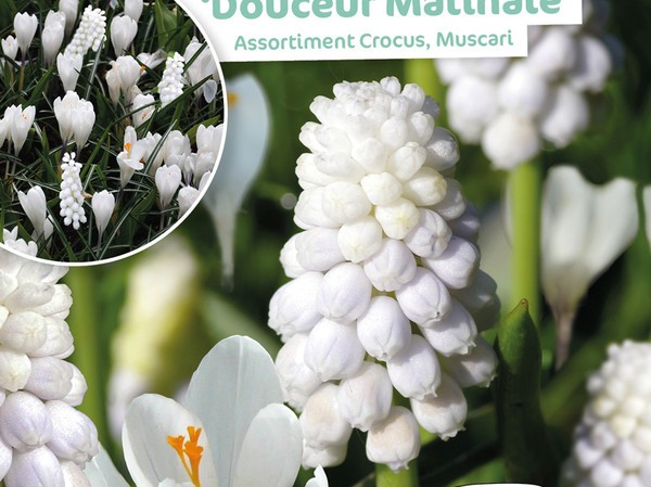 Assortiment Crocus Muscari Douceur Matinale