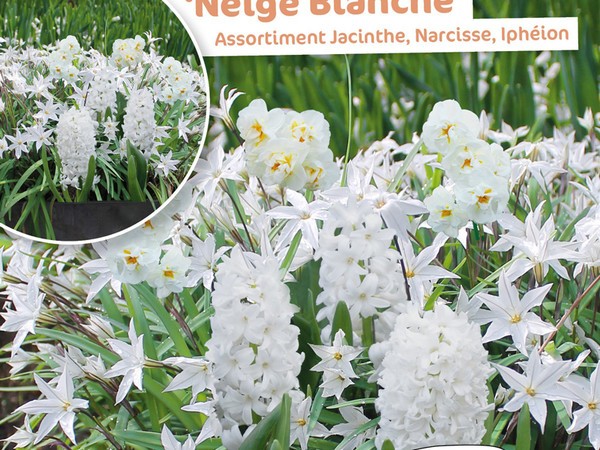 Assortiment Jacinthe Narcisse Ipheion Neige Blanche
