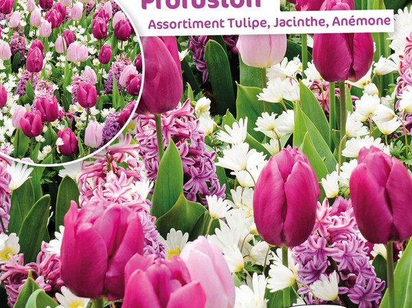 Assortiment Tulipe Jacinthe Anemone Profusion