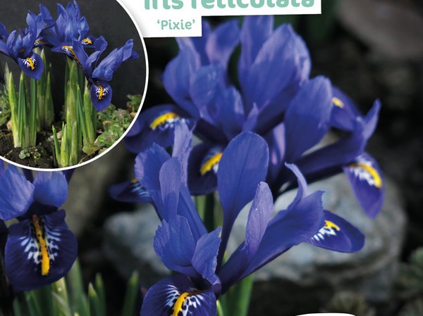 Iris Reticulata Pixie