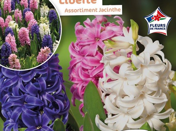 Assortiment Jacinthe Liberte