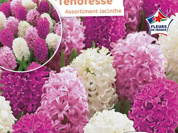 Assortiment Jacinthe Tendresse Fleurs de France