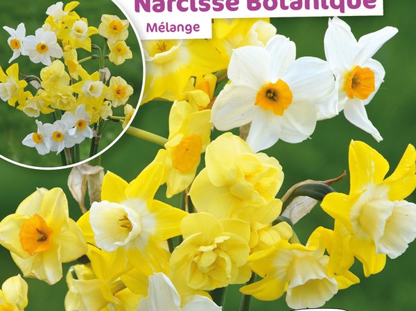 Narcisse Botanique Melange