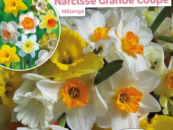 Narcisse Grande Coupe Melange