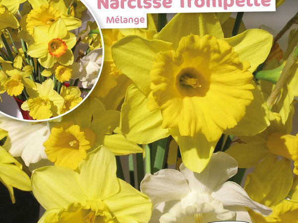 Narcisse Trompette Melange