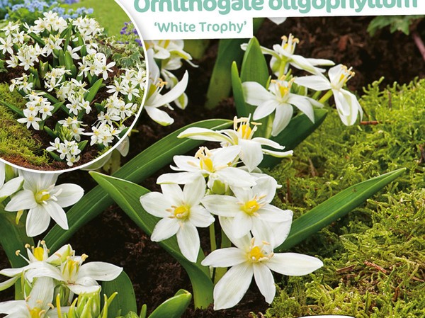 Ornithogale Oligophyllum White Trophy 