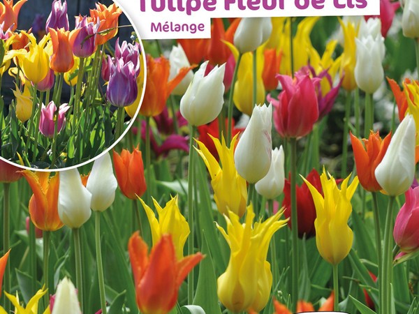 Tulipe Fleur De Lis Melange