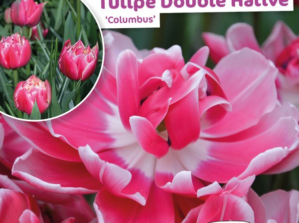 Tulipe Double Hative Columbus