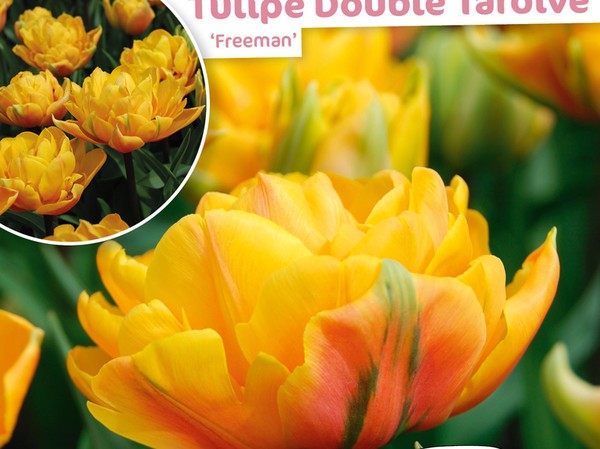 Tulipe Double Tardive Freeman