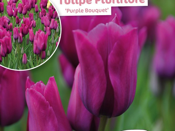 Tulipe Pluriflore Purple Bouquet