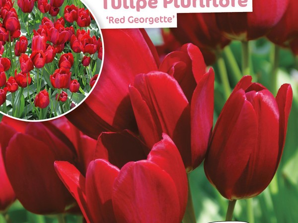 Tulipe Pluriflore Red Georgette